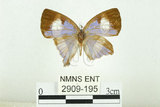 中文名:台灣單帶小灰蝶(2909-195)學名:Euaspa milionia formosana Nomura, 1931(2909-195)