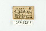 中文名:台灣燕蝶(1282-17318)學名:Everes lacturnus rileyi Godfrey, 1916(1282-17318)中文別名:臺灣燕小灰蝶