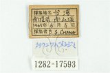 中文名:台灣燕蝶(1282-17593)學名:Everes lacturnus rileyi Godfrey, 1916(1282-17593)中文別名:臺灣燕小灰蝶