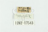 中文名:雙尾琉璃小灰蝶(1282-17543)學名:Hypolycaena kina inari (Wileman, 1908)(1282-17543)