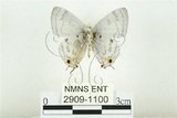 中文名:雙尾琉璃小灰蝶(2909-1100)學名:Hypolycaena kina inari (Wileman, 1908)(2909-1100)