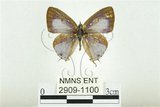 中文名:雙尾琉璃小灰蝶(2909-1100)學名:Hypolycaena kina inari (Wileman, 1908)(2909-1100)