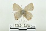 中文名:白底烏小灰蝶(1282-17365)學名:Satyrium austrinum (Murayama, 1943)(1282-17365)