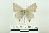 中文名:白底烏小灰蝶(1282-17534)學名:Satyrium austrinum (Murayama, 1943)(1282-17534)