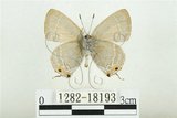 中文名:白底烏小灰蝶(1282-18193)學名:Satyrium austrinum (Murayama, 1943)(1282-18193)