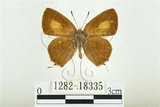 中文名:白底烏小灰蝶(1282-18335)學名:Satyrium austrinum (Murayama, 1943)(1282-18335)