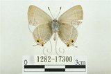 中文名:白底烏小灰蝶(1282-17300)學名:Satyrium austrinum (Murayama, 1943)(1282-17300)