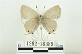 中文名:白底烏小灰蝶(1282-18389)學名:Satyrium austrinum (Murayama, 1943)(1282-18389)