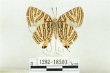 中文名:台灣雙尾燕蝶(1282-18503)學名:Spindasis lohita formosana (Moore, 1877)(1282-18503)