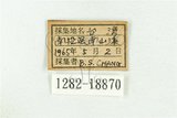 中文名:三星雙尾燕蝶(1282-18870)學名:Spindasis syama (Horsfield, 1829)(1282-18870)