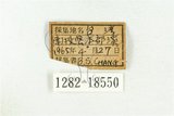 中文名:三星雙尾燕蝶(1282-18550)學名:Spindasis syama (Horsfield, 1829)(1282-18550)