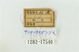 中文名:阿里山長尾小灰蝶(1282-17540)學名:Teratozephyrus arisanus (Wileman, 1909)(1282-17540)