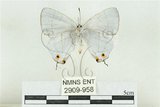 中文名:阿里山長尾小灰蝶(2909-958)學名:Teratozephyrus arisanus (Wileman, 1909)(2909-958)