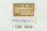 中文名:玉山長尾小灰蝶(1282-18049)學名:Teratozephyrus yugaii (Kano, 1928)(1282-18049)