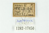 中文名:霧社黑燕蝶(1282-17450)學名:Tongeia filicaudis mushanus (Tanikawa, 1940)(1282-17450)