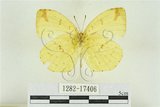 中文名:北黃蝶(1282-17406)學名:Eurema mandarina (de l’Orza, 1869)(1282-17406)
