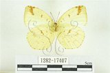 中文名:北黃蝶(1282-17407)學名:Eurema mandarina (de l’Orza, 1869)(1282-17407)