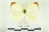 中文名:北黃蝶(1282-17407)學名:Eurema mandarina (de l’Orza, 1869)(1282-17407)