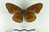 中文名:幻紫斑蝶(6835-2)學名:Euploea core amymone (Godart, 1819)(6835-2)中文別名:柯氏紫斑蝶