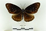 中文名:幻紫斑蝶(6835-2)學名:Euploea core amymone (Godart, 1819)(6835-2)中文別名:柯氏紫斑蝶