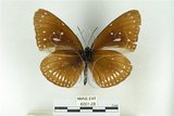 中文名:金門紫斑蝶(6001-28)學名:Euploea midamus (Linnaeus, 1758)(6001-28)