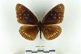 中文名:金門紫斑蝶(6001-28)學名:Euploea midamus (Linnaeus, 1758)(6001-28)