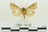 中文名:弧角散紋夜蛾(1282-14142)學名:Callopistria duplicans Walker, 1858(1282-14142)