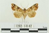 中文名:弧角散紋夜蛾(1282-14142)學名:Callopistria duplicans Walker, 1858(1282-14142)