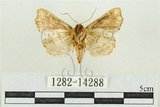 中文名:弧角散紋夜蛾(1282-14288)學名:Callopistria duplicans Walker, 1858(1282-14288)