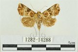 中文名:弧角散紋夜蛾(1282-14288)學名:Callopistria duplicans Walker, 1858(1282-14288)