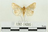 中文名:弧角散紋夜蛾(1282-14205)學名:Callopistria duplicans Walker, 1858(1282-14205)