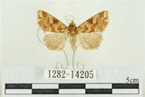 中文名:弧角散紋夜蛾(1282-14205)學名:Callopistria duplicans Walker, 1858(1282-14205)