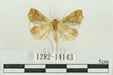 中文名:弧角散紋夜蛾(1282-14143)學名:Callopistria duplicans Walker, 1858(1282-14143)