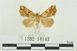 中文名:弧角散紋夜蛾(1282-14143)學名:Callopistria duplicans Walker, 1858(1282-14143)