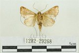 中文名:弧角散紋夜蛾(1282-29268)學名:Callopistria duplicans Walker, 1858(1282-29268)