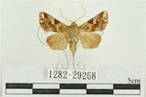 中文名:弧角散紋夜蛾(1282-29268)學名:Callopistria duplicans Walker, 1858(1282-29268)