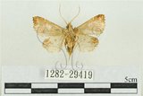 中文名:弧角散紋夜蛾(1282-29419)學名:Callopistria duplicans Walker, 1858(1282-29419)