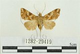 中文名:弧角散紋夜蛾(1282-29419)學名:Callopistria duplicans Walker, 1858(1282-29419)