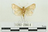 中文名:弧角散紋夜蛾(1282-29814)學名:Callopistria duplicans Walker, 1858(1282-29814)