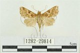 中文名:弧角散紋夜蛾(1282-29814)學名:Callopistria duplicans Walker, 1858(1282-29814)