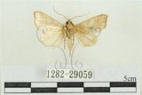 中文名:弧角散紋夜蛾(1282-29059)學名:Callopistria duplicans Walker, 1858(1282-29059)