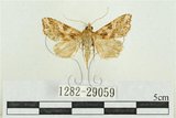 中文名:弧角散紋夜蛾(1282-29059)學名:Callopistria duplicans Walker, 1858(1282-29059)