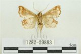 中文名:弧角散紋夜蛾(1282-29883)學名:Callopistria duplicans Walker, 1858(1282-29883)