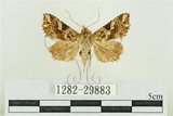 中文名:弧角散紋夜蛾(1282-29883)學名:Callopistria duplicans Walker, 1858(1282-29883)