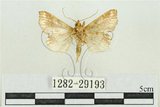 中文名:弧角散紋夜蛾(1282-29193)學名:Callopistria duplicans Walker, 1858(1282-29193)