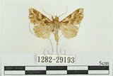 中文名:弧角散紋夜蛾(1282-29193)學名:Callopistria duplicans Walker, 1858(1282-29193)