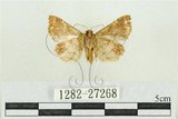 中文名:弧角散紋夜蛾(1282-27268)學名:Callopistria duplicans Walker, 1858(1282-27268)