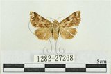 中文名:弧角散紋夜蛾(1282-27268)學名:Callopistria duplicans Walker, 1858(1282-27268)