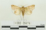 中文名:弧角散紋夜蛾(1282-29474)學名:Callopistria duplicans Walker, 1858(1282-29474)