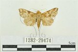 中文名:弧角散紋夜蛾(1282-29474)學名:Callopistria duplicans Walker, 1858(1282-29474)